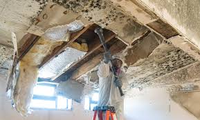 Trusted Middleport, OH Mold Removal Services Experts